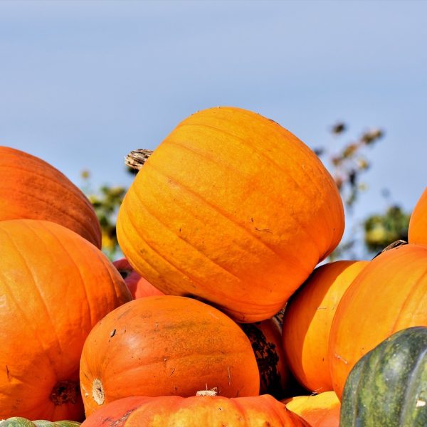 Arizona Holloween SMB